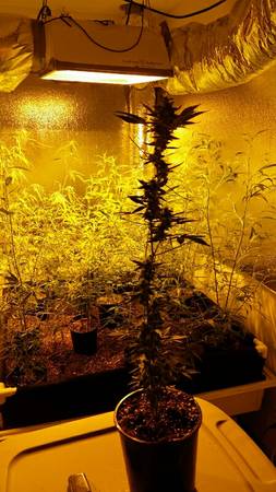 entire grow room